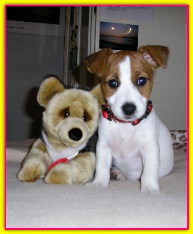 Matilde, Jack Russell Terrier
