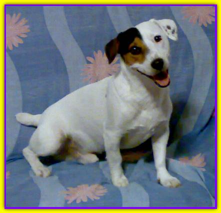 Max, Jack Russell