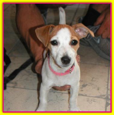 Maya, Jack Russell Terriers