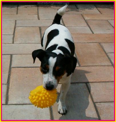 Maya, Jack Russell Terrier