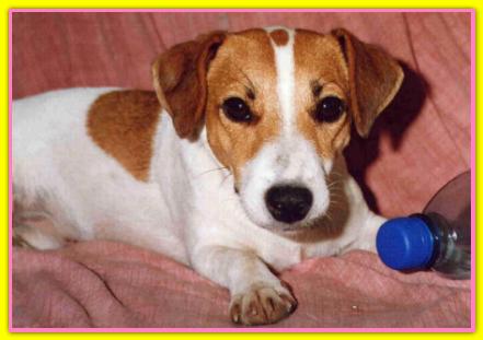 Maya Tabarrino, Jack Russell Terriers