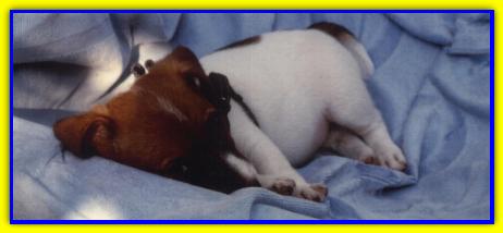 Merlino, Jack Russell Terriers