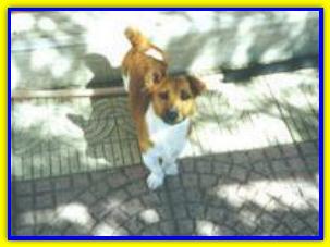 Milino, Jack Russell Terriers