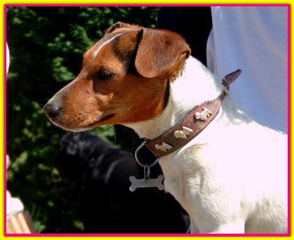 Mina, Jack Russell Terriers