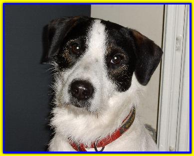 Misurino, Jack Russell Terriers