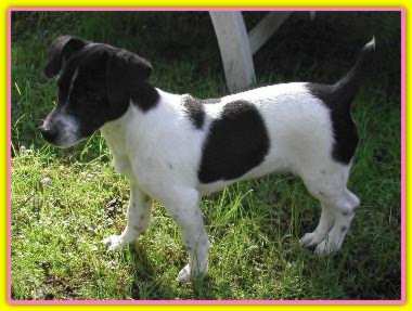 Molly, Jac Russell Terriers