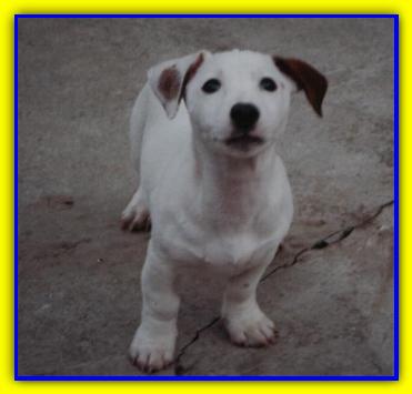 Morgan, Jack Russell Terriers