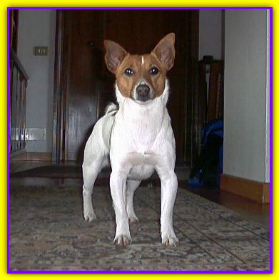 Muttley, Jack Russell Terrier