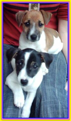 Nemo & Mela, Jack Russell Terriers