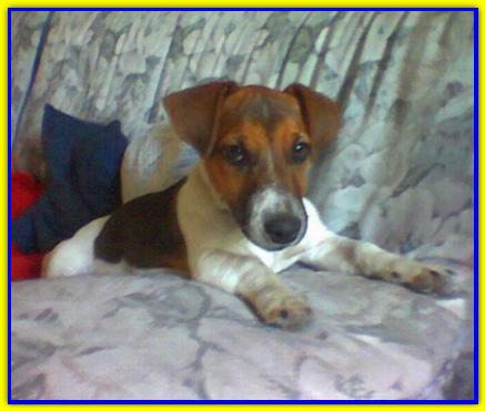 Newton, Jack Russell Terrier