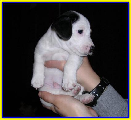 Nicola, Jack Russell Terriers