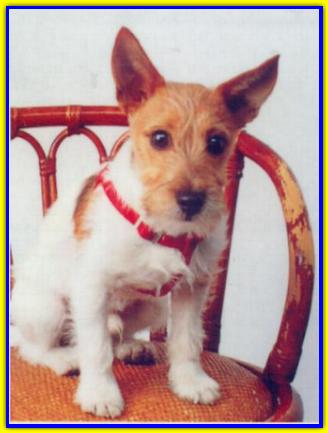 Nicola, Jack Russell Terriers