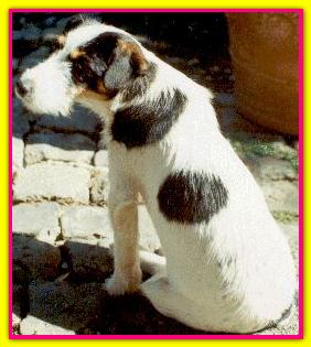 Nina, Jack Russell Terriers