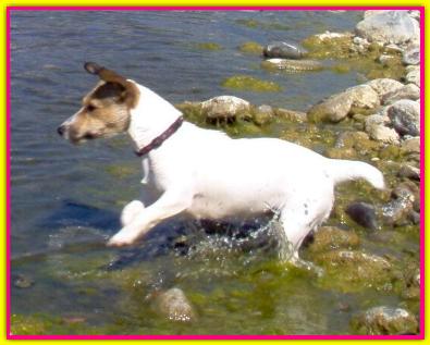 Noce, Jack Russell Terrier