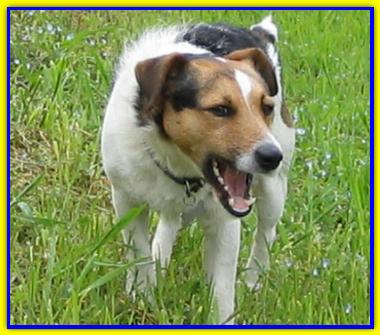 Oliver, Jack Russell Terriers
