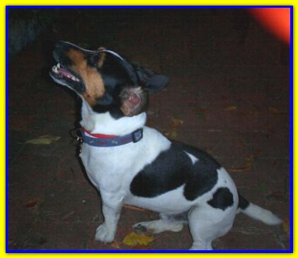 Oliver, Jack Russell Terrier