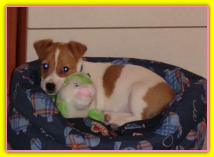 Olivia, Jack Russell Terriers