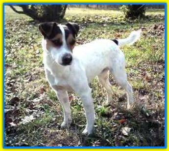 Otto, Parson Jack Russell