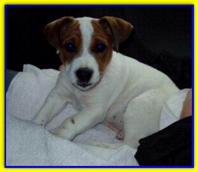 Otto, Jack Russell Terriers
