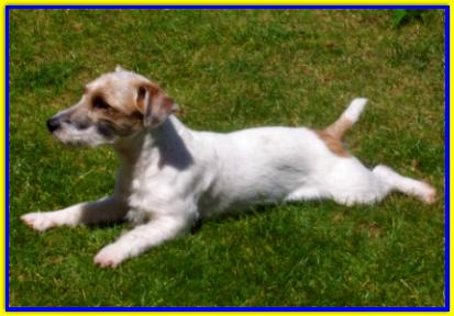 Otto, Jack Russell Terrier