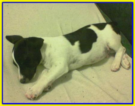 Pablito, Jack Russell Terrier
