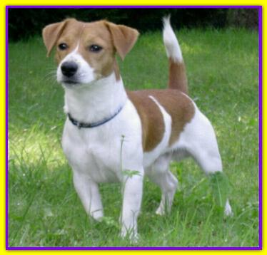 Paco Junior, Jack Russell Terriers
