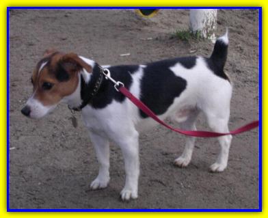 Paddy Yunior, Jack Russell Terriers