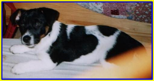 Paddy, Jack Russell Terrier