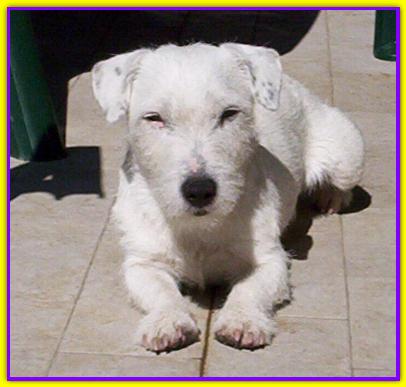 Pancrazio, Jack Russell Terrier