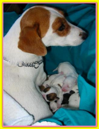 Patata, Jack Russell Terriers