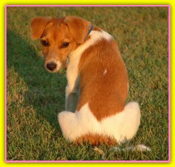 Patch, Jack Russell Terriers