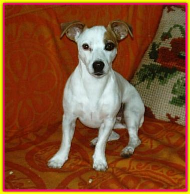Patch, Jack Russell Terrier