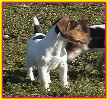 Patty, Jack Russell Terriers