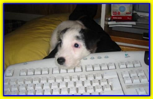 Pedro, Jack Russell Terriers