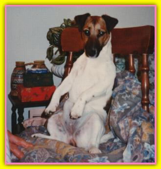 Peggy, Jack Russell Terriers