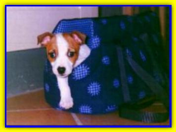 Pepe, Jack Russell Terriers