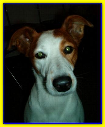 Pepe, Jack Russell Terriers