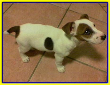 Pepe, Jack Russell Terriers