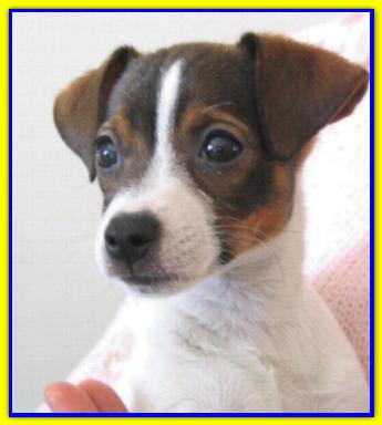 Pepe, Jack Russell Terriers