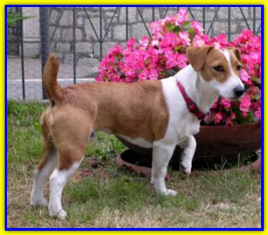 Pepe, Jack Russell Terrier