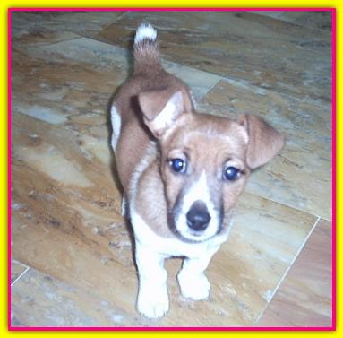 Phoebe, Jack Russell Terriers