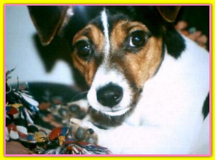 Piadina, Jack Russell Terriers