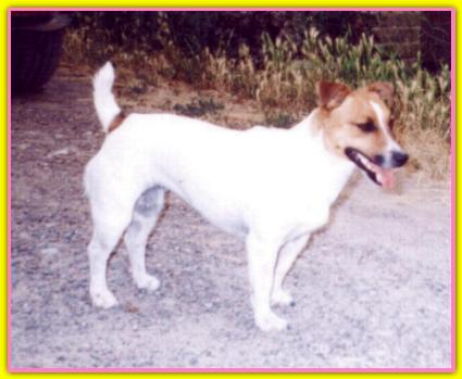 Pimpa, Jack Russell Terrier