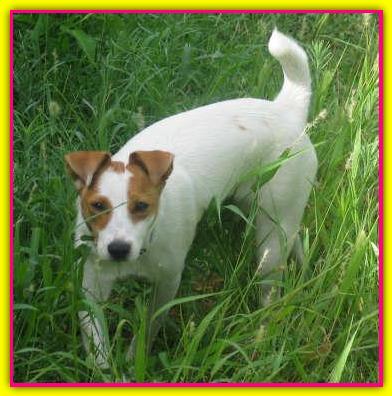 Pirchipetola, Jack Russell Terrier