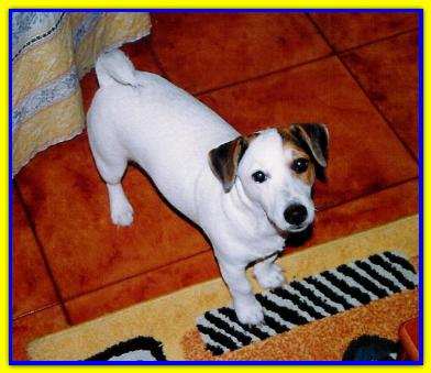 Pluto, Jack Russell Terriers