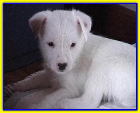 Prince Charles, Jack Russell Terriers