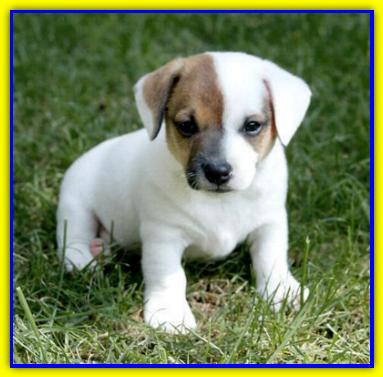 Quino, Jack Russell Terrier