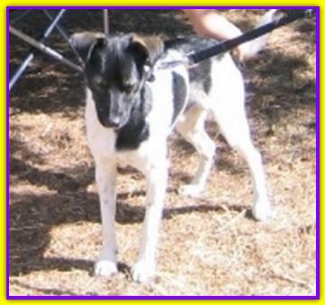Random, Parson Jack Russell Terrier