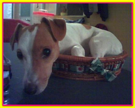 Rebecca, Jack Russel Terrier