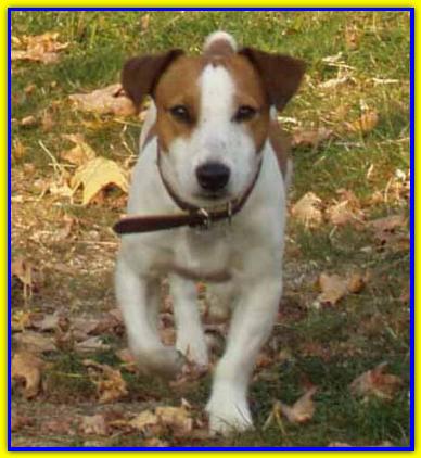Rino, Jack Russell Terrier